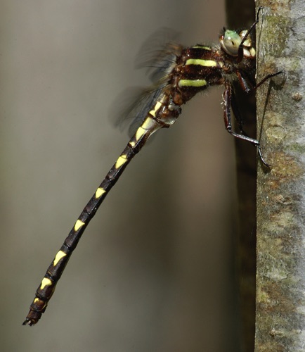 Male
6 Apr 2005  Baldwin